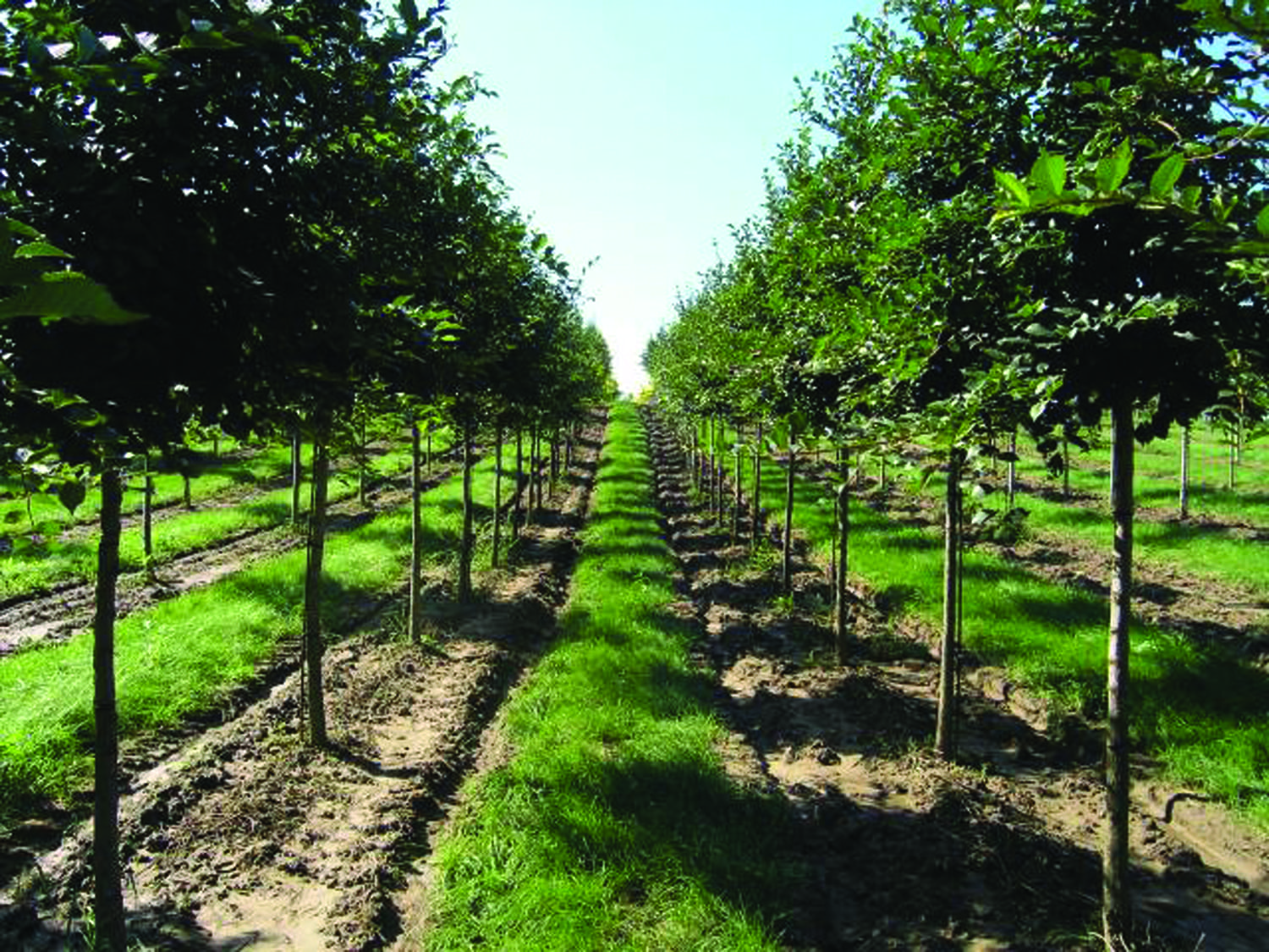 Ulmus japonica ‘Accolade’